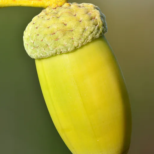 Acorn
