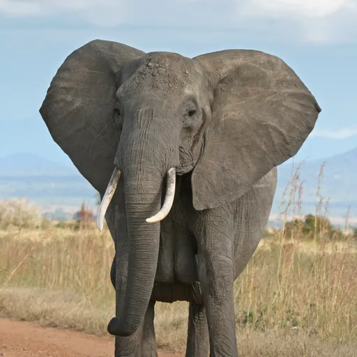 African elephant