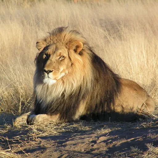 African lion