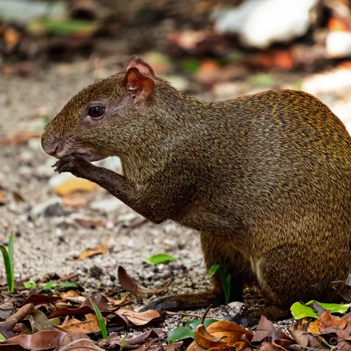 Agouti