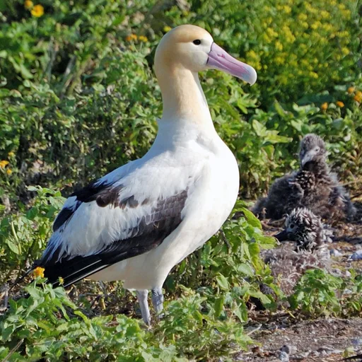 Albatross