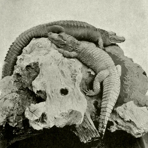 Alligator
