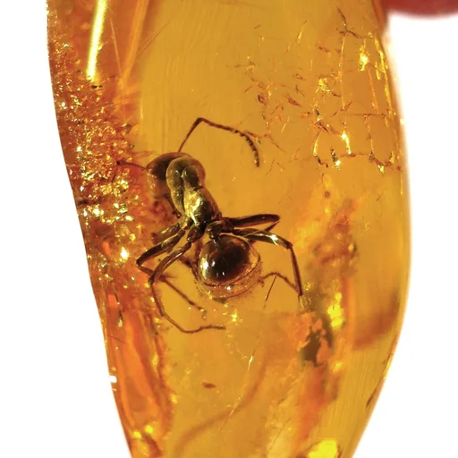 Amber piece