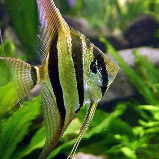 Angelfish