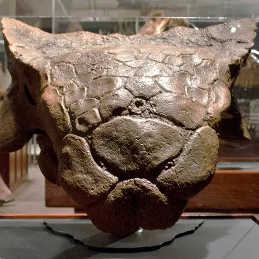 Ankylosaurus