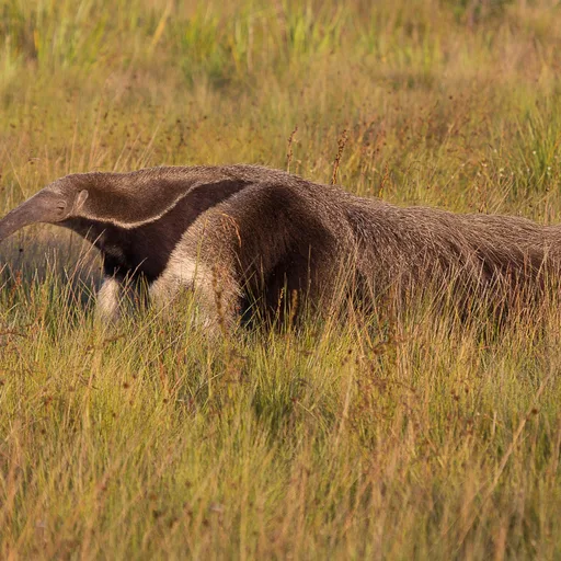 Anteater
