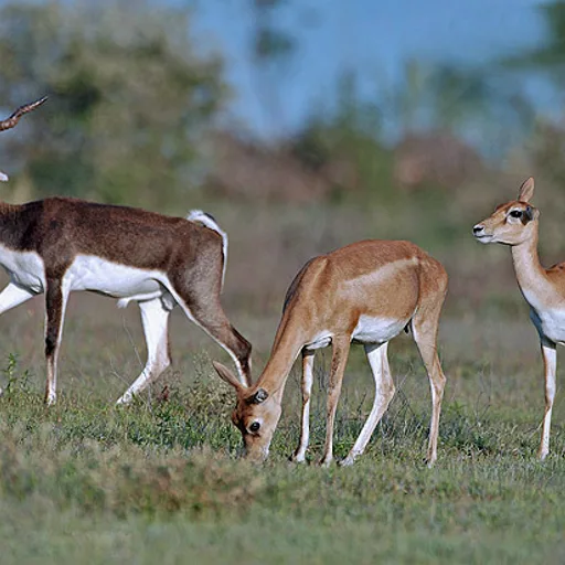Antelope