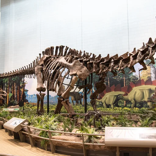 Apatosaurus