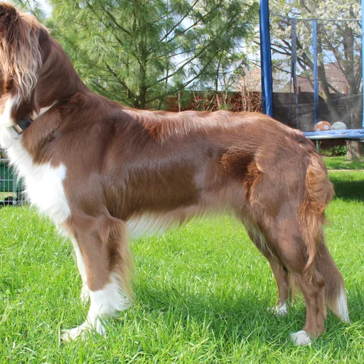 Australian shepherd