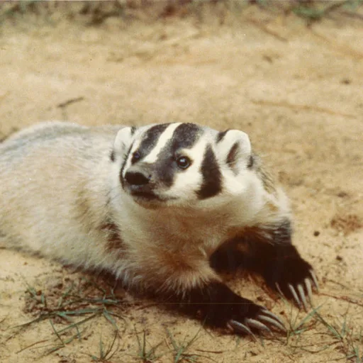 Badger