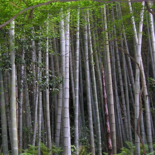Bamboo stalk
