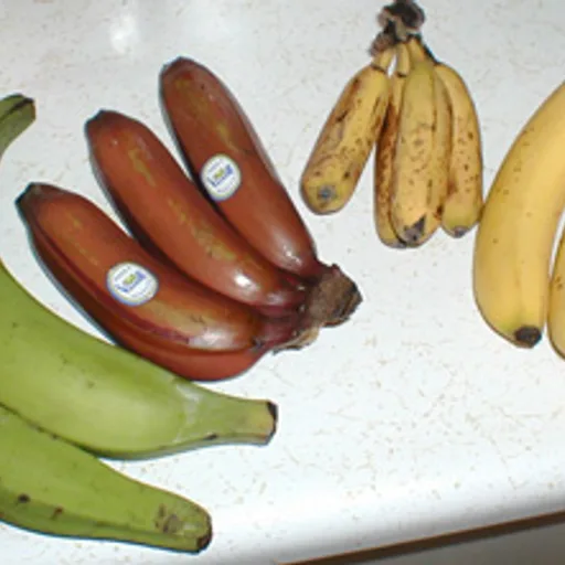 Banana plant