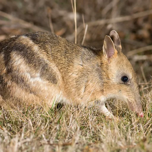 Bandicoot