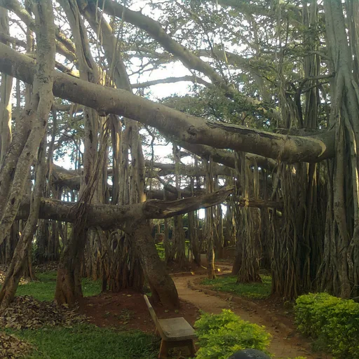 Banyan tree