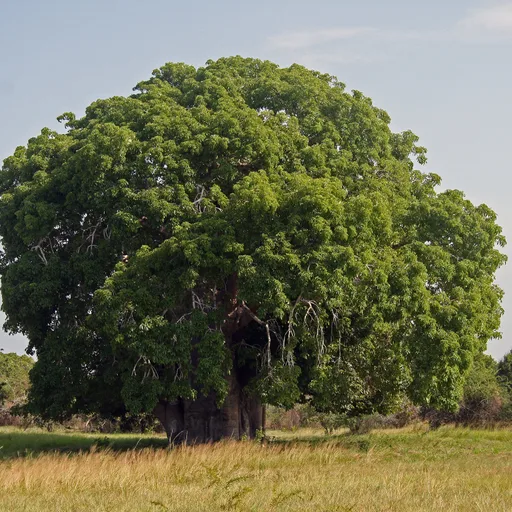 Baobab tree
