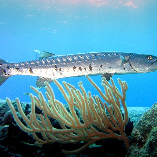 Barracuda