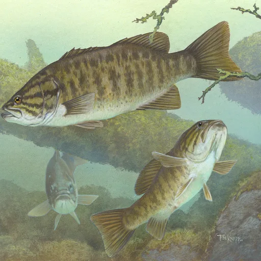 Bass fish