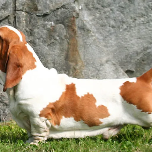 Basset hound
