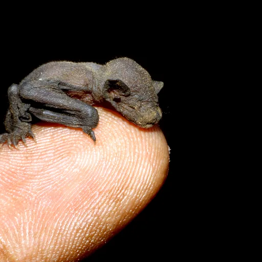 Bat (fruit)