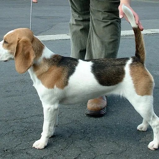 Beagle mix