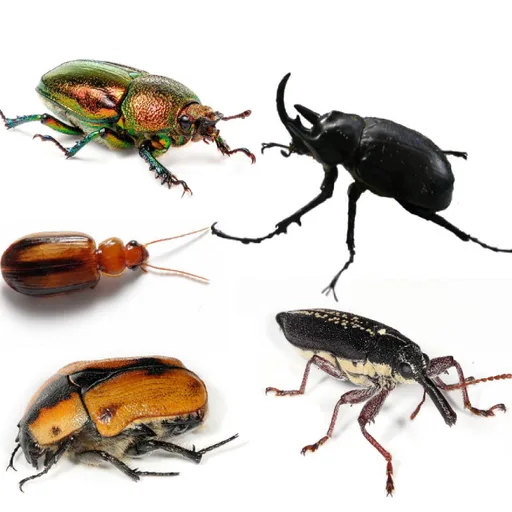 Beetle