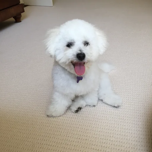 Bichon frise