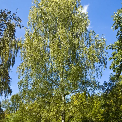 Birch tree