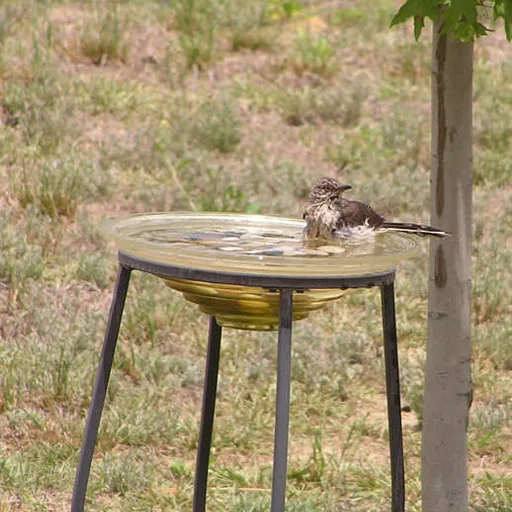 Bird bath