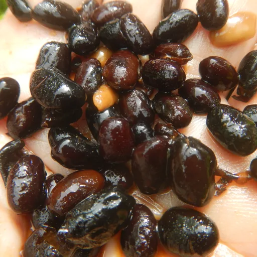 Black beans can