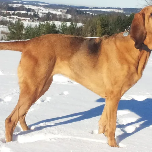 Bloodhound