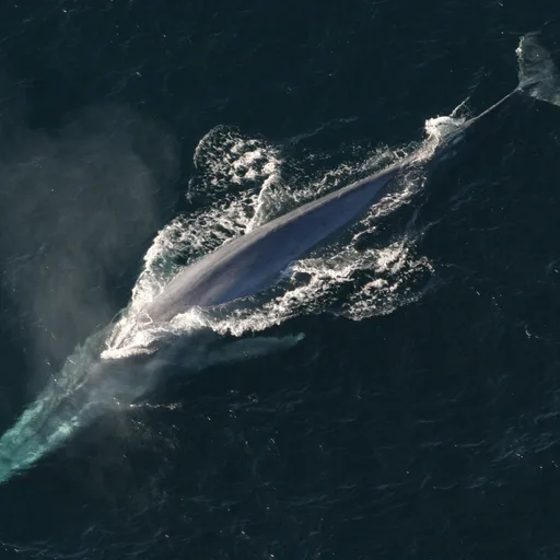 Blue whale