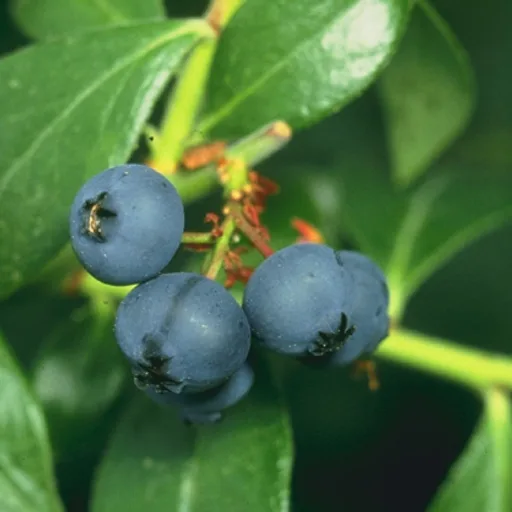 Blueberry