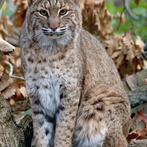 Bobcat