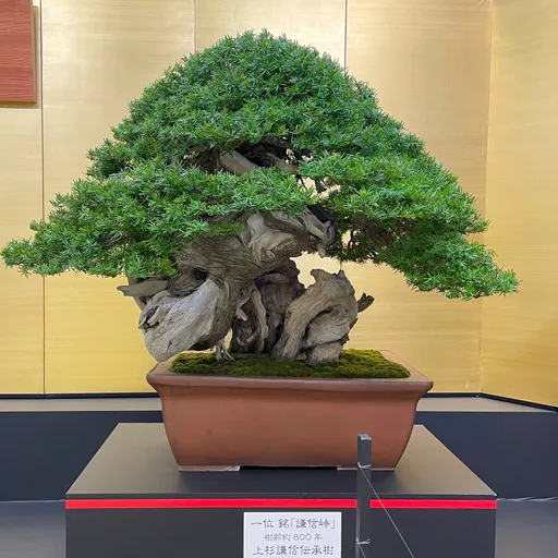 Bonsai tree
