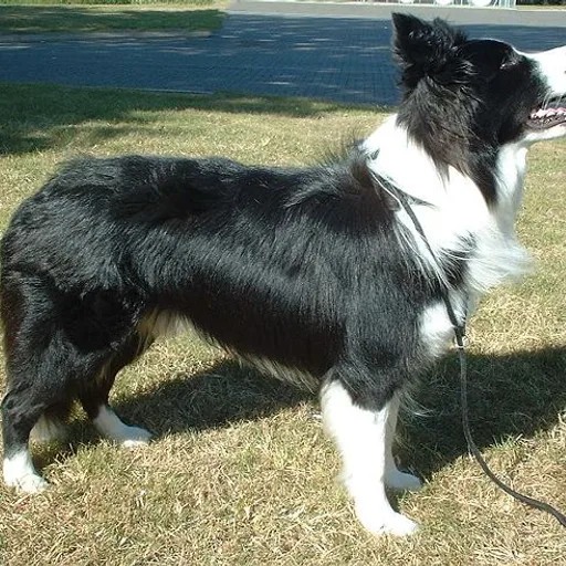 Border collie