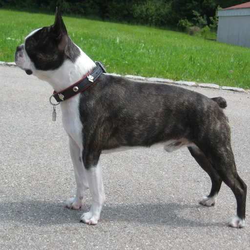 Boston terrier