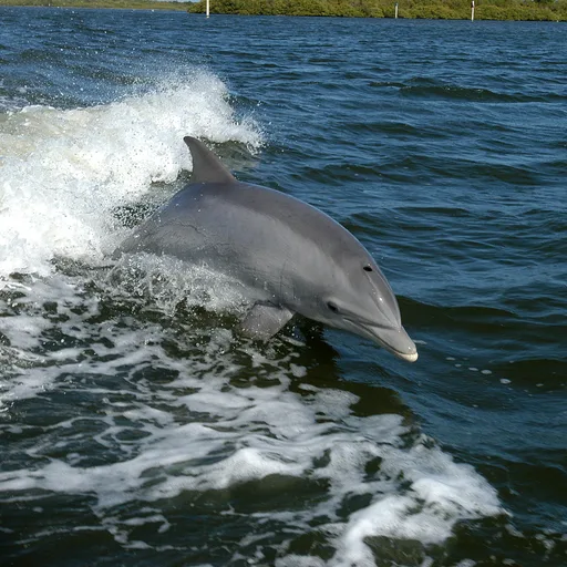 Bottlenose dolphin