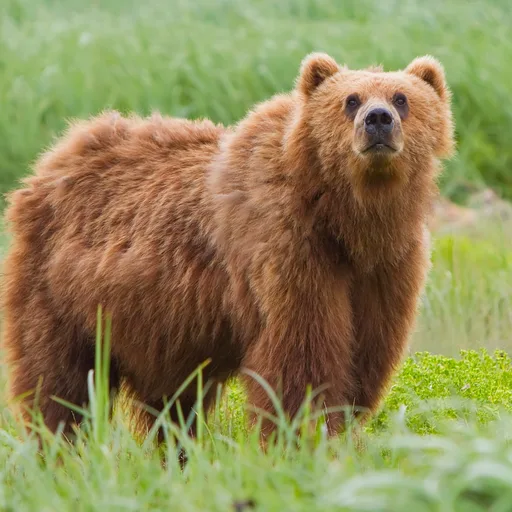 Brown bear