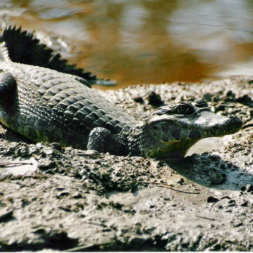Caiman