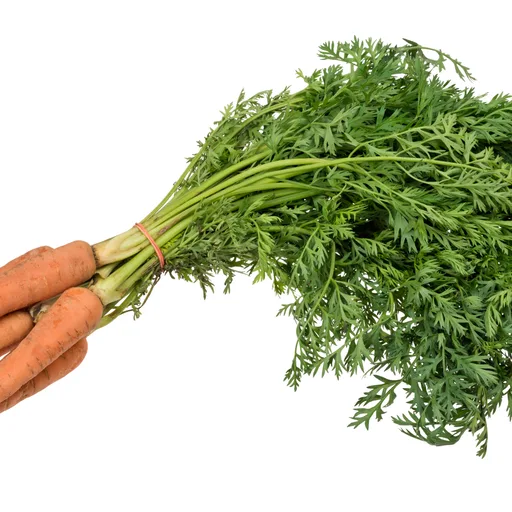 Carrot