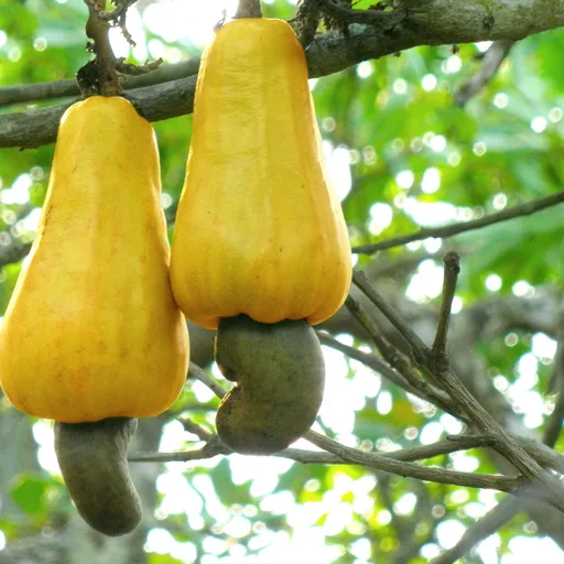 Cashews tin