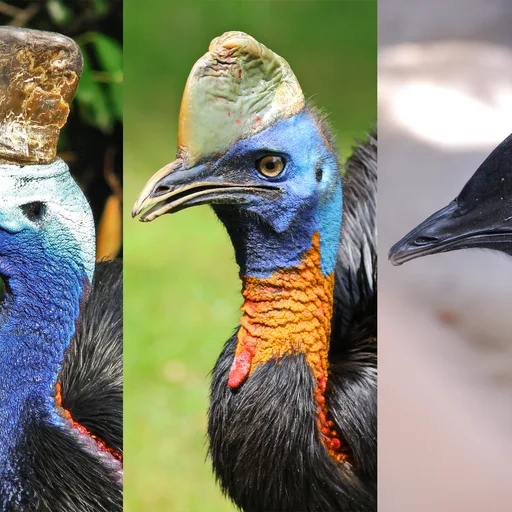 Cassowary