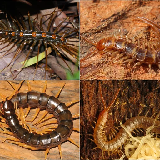 Centipede