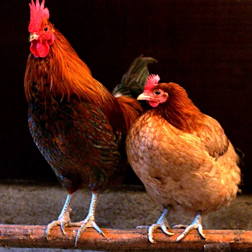 Chicken