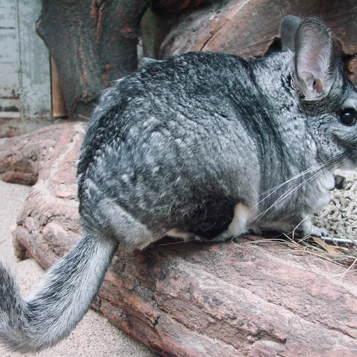Chinchilla