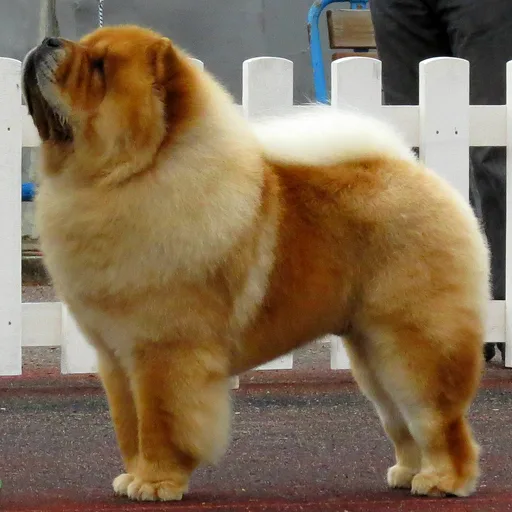 Chow Chow