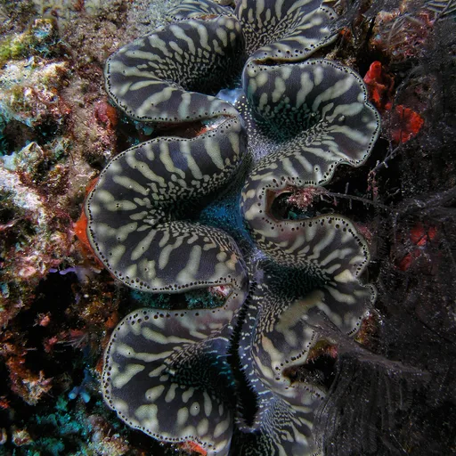 Clam