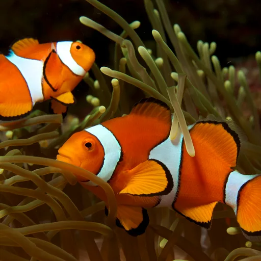 Clownfish