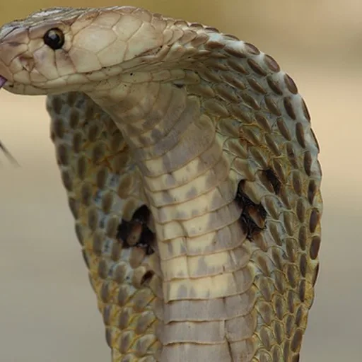 Cobra