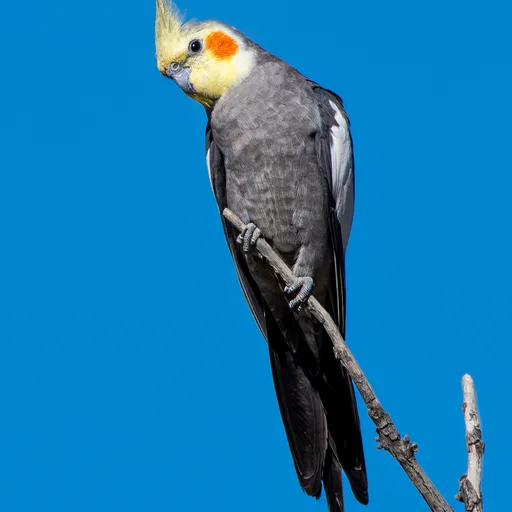 Cockatiel